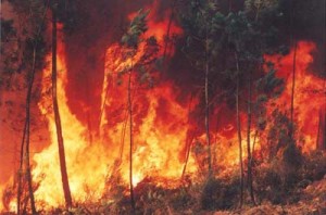 Estudos indicam que a poluição em Manaus e as queimadas e desmatamentos na mata não afetam apenas as chuvas na região, cujo ciclo já foi comprometido.