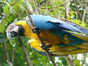 Medida é uma forma de combater a biopirataria e trazer mais reconhecimento ao patrimônio genético nacional