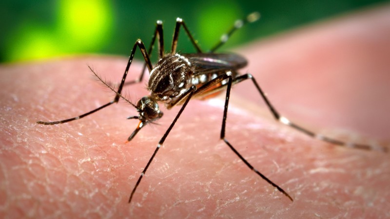 Aedes Aegypti é o transmissor de várias doenças: dengue, chikungunya e febre amarela