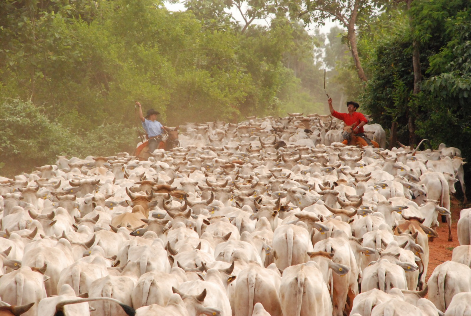 Peão tocando a boiada - Mato Grosso