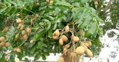 CHAPADA DOS VEADEIROS – Cultivo de baru deve gerar receita de R$ 45 mil por hectare.