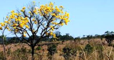 CERRADO EM PÉ – Governo de Goiás lança programa de incentivo à conservação do Cerrado.