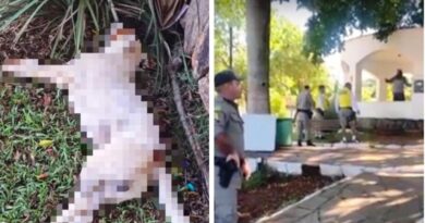 COMOÇÃO NAS REDES – Cachorro é morto a tiros após latir para policial militar.