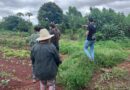 Projeto Sementes do Cerrado – Sistemas agrocerratenses propõem modelo que alia restauração, produção e autonomia às comunidades tradicionais.