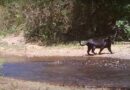 MAIOR FELINO DAS AMÉRICAS – Onça-preta aparece pela primeira vez em reserva no Cerrado.
