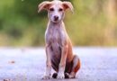 FÉRIAS DE JULHO – Diga não ao abandono de animais: “Não Existem animais de rua. Existem animais abandonados.”