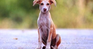 FÉRIAS DE JULHO – Diga não ao abandono de animais: “Não Existem animais de rua. Existem animais abandonados.”