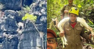 TERRA RONCA – Bombeiros resgatam Bode que ficou preso a 120 metros de altura. VÍDEO.