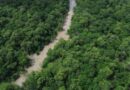 MEIO AMBIENTE – No Dia da Amazônia, campanha pede que eleitor vote por floresta em pé.