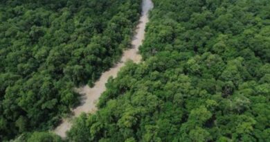 MEIO AMBIENTE – No Dia da Amazônia, campanha pede que eleitor vote por floresta em pé.