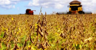 DO PLANTIO AOS GRÃOS – El Niño acende alerta para soja e milho com calor e chuvas irregulares em Goiás.